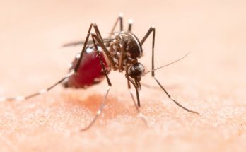 Enfermedades que pueden transmitir los mosquitos