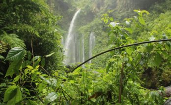 Homeostasis del ecosistema