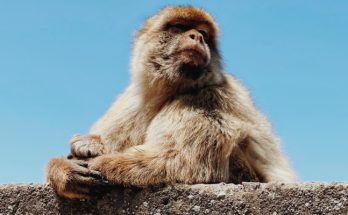 Monos de Gibraltar