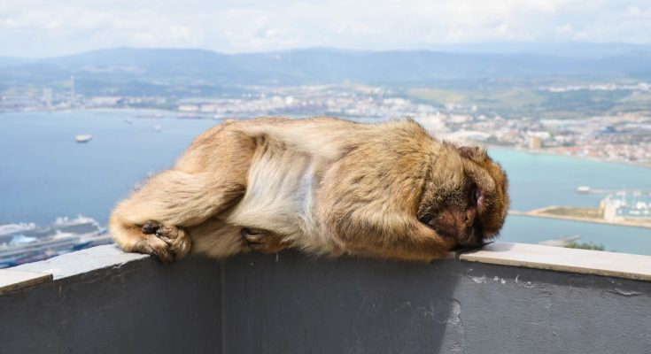 Qué hace especial a Gibraltar