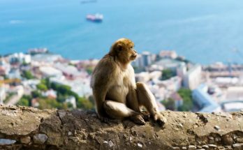 Errores frecuentes al visitar Gibraltar