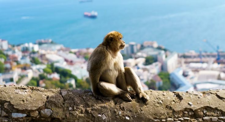 Errores frecuentes al visitar Gibraltar